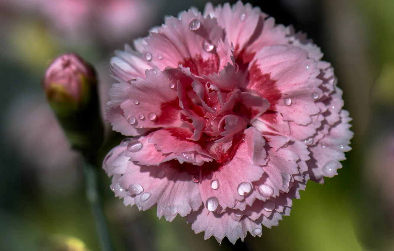 Photo wallpaper flower, water, drops, Rosa, petals, carnation