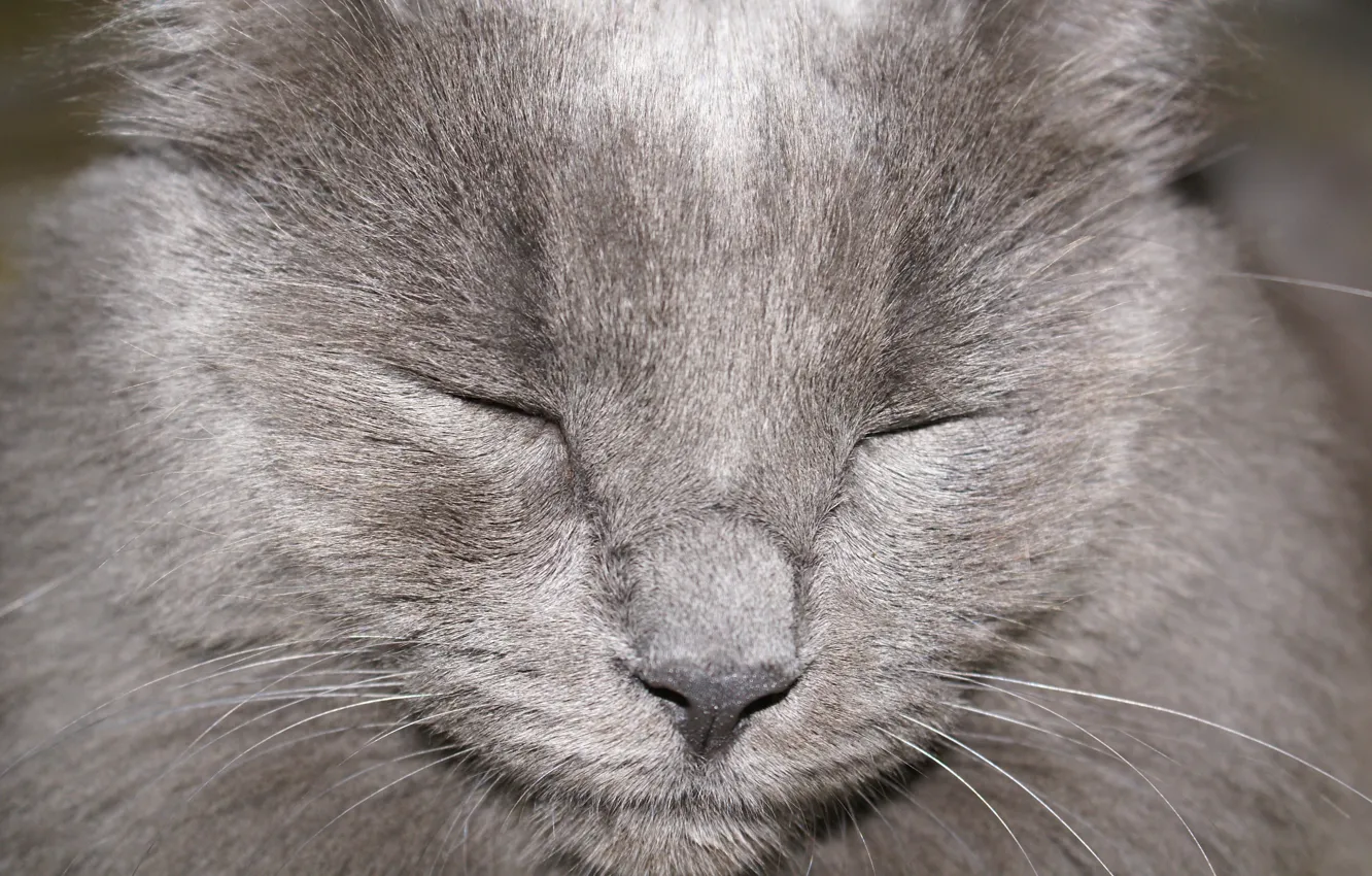 Photo wallpaper cat, cat, Kote