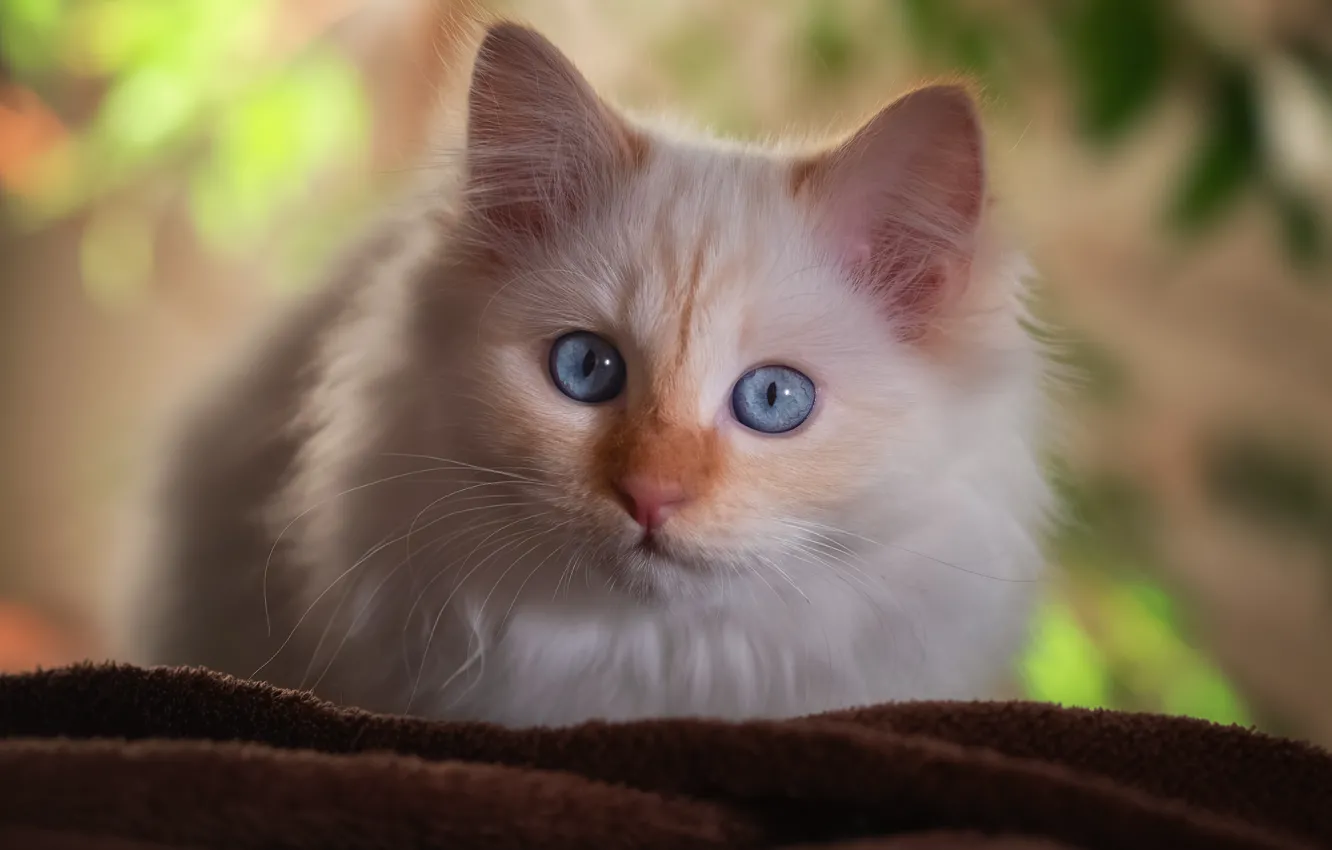 Photo wallpaper cat, white, look, background, fluffy, kitty, color-point, Neva masquerade