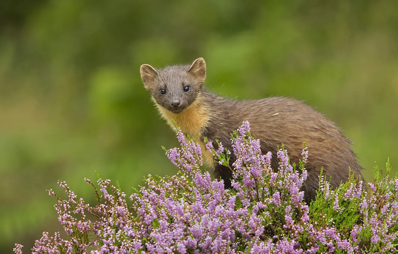 Photo wallpaper look, animal, Heather, marten