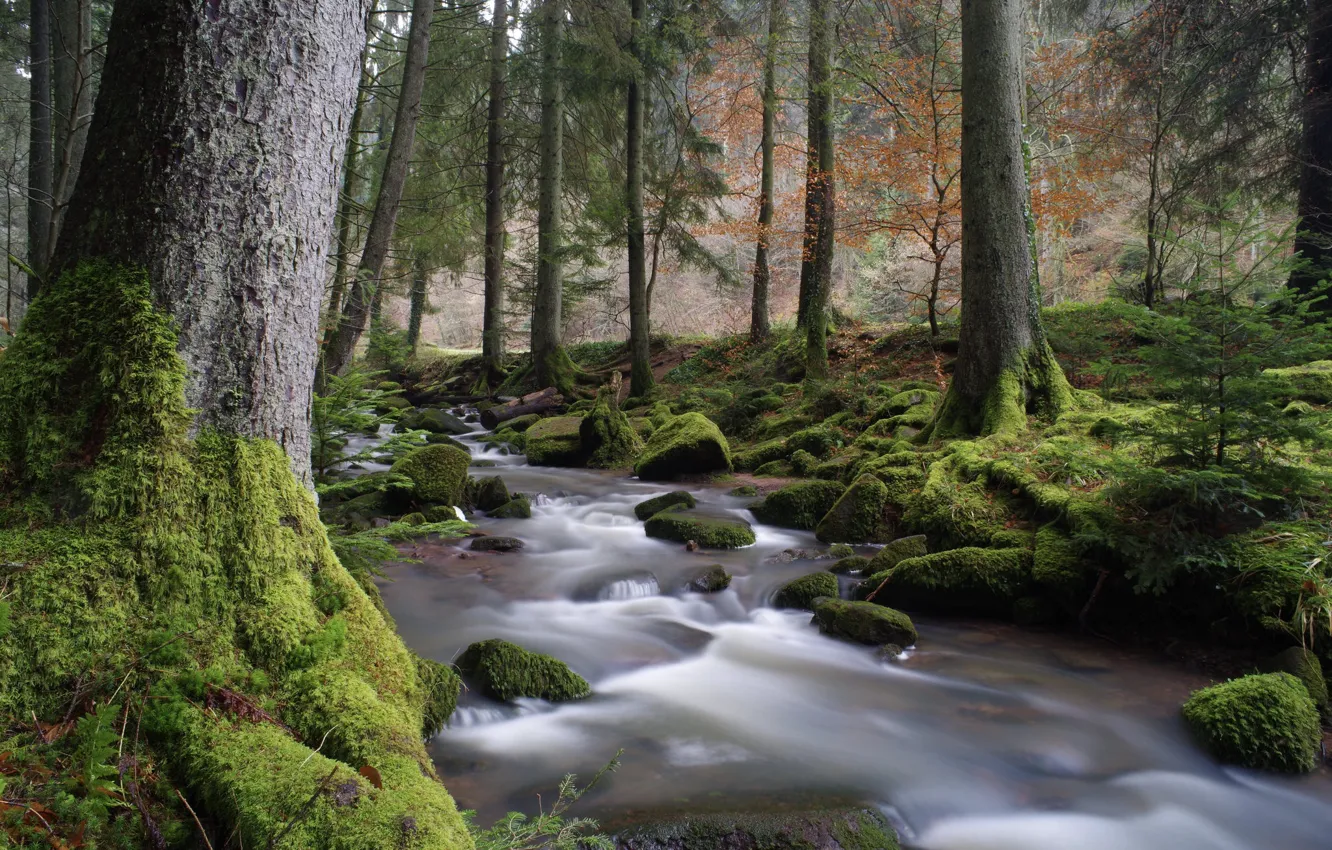 Photo wallpaper forest, trees, river, stream