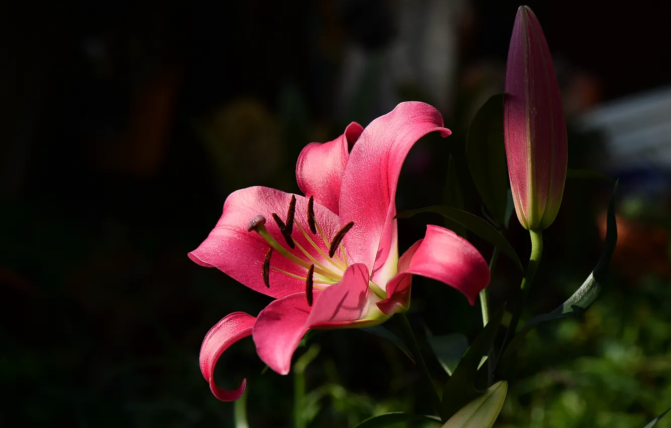 Photo wallpaper Lily, pink, the dark background, buds