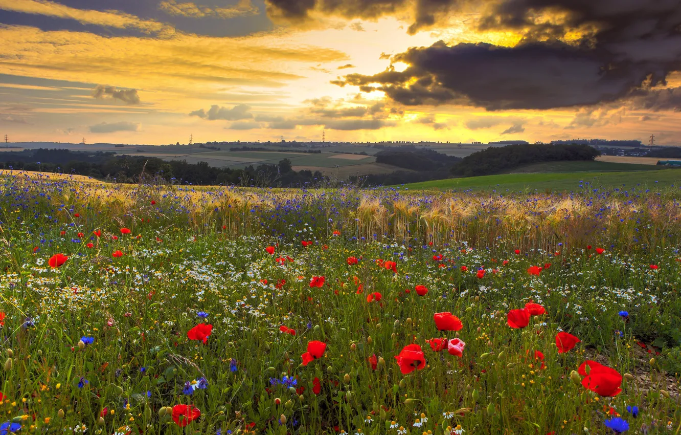 Photo wallpaper summer, flowers, Maki, meadow, poppy field