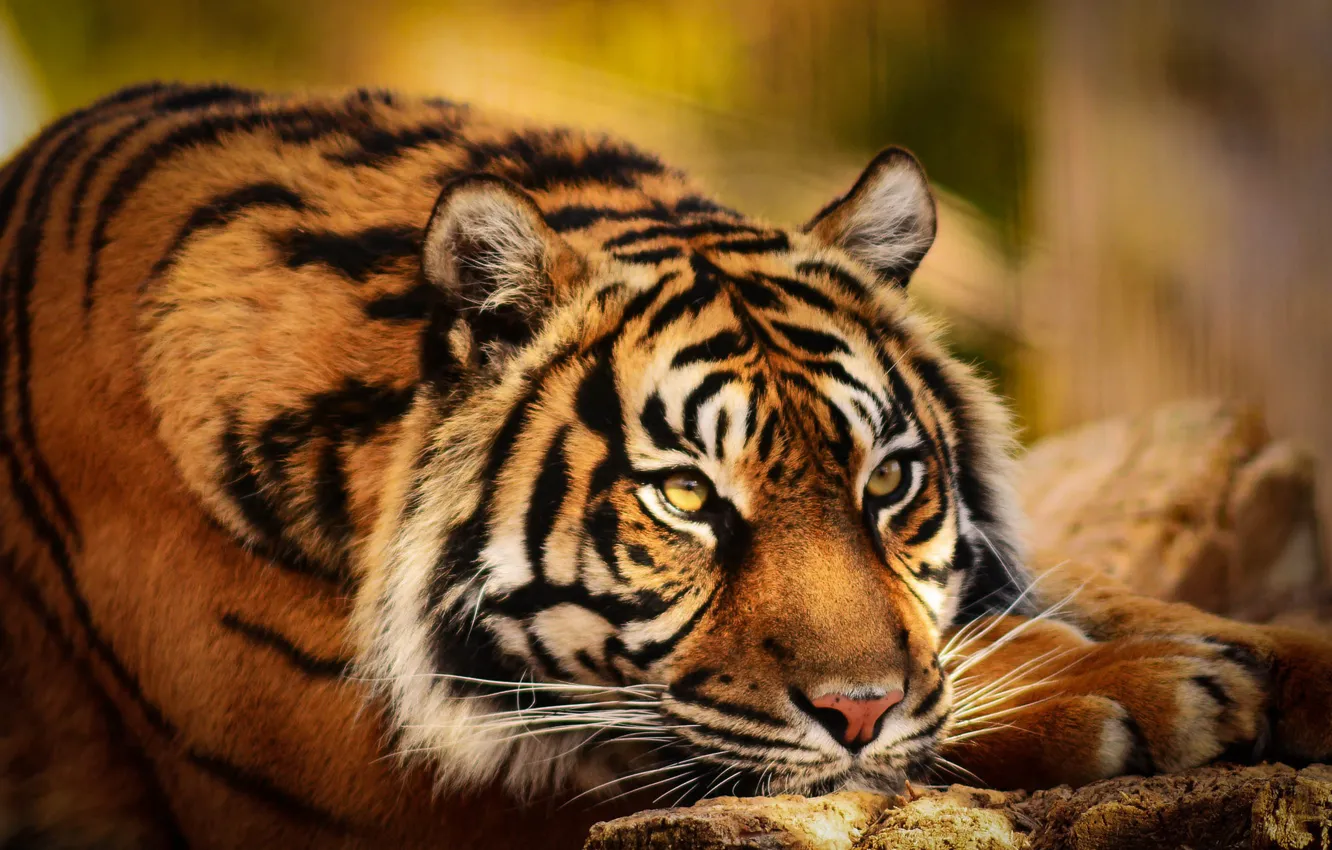 Photo wallpaper look, face, yellow, tiger, pose, background, portrait, paws