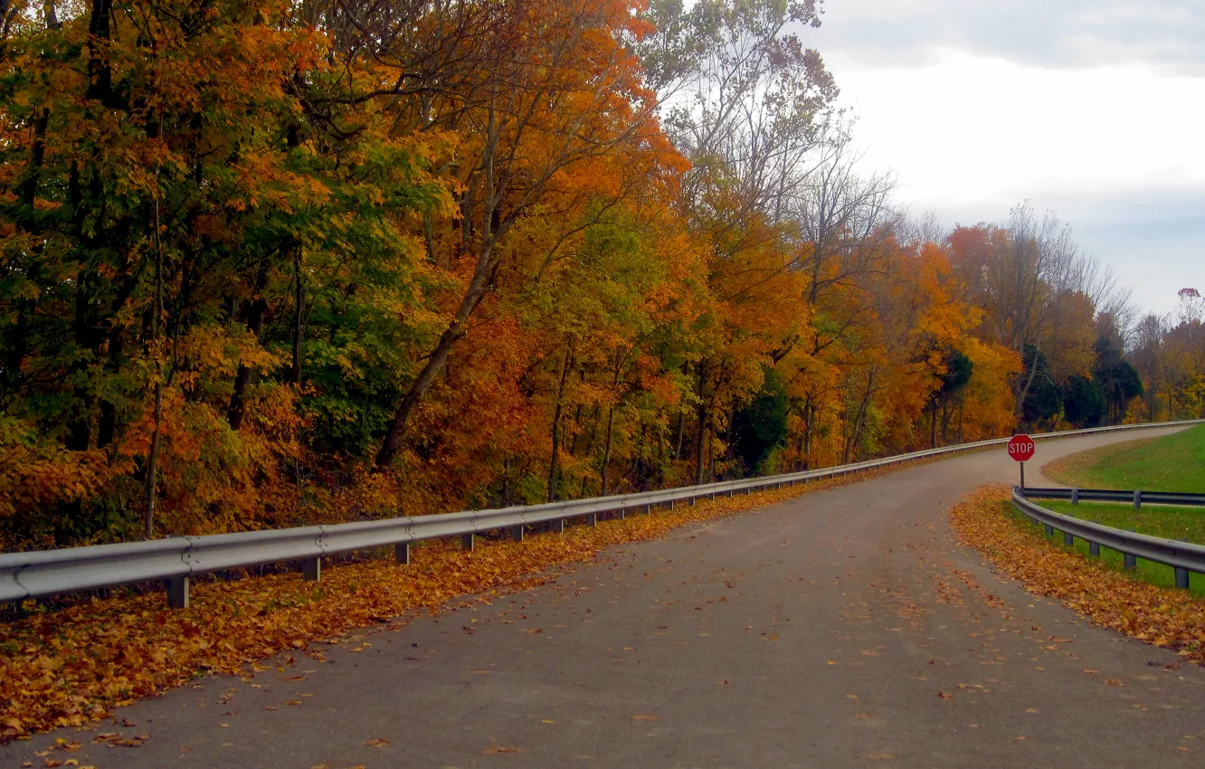 Photo wallpaper road, autumn, forest, leaves, trees, forest, falling leaves, road