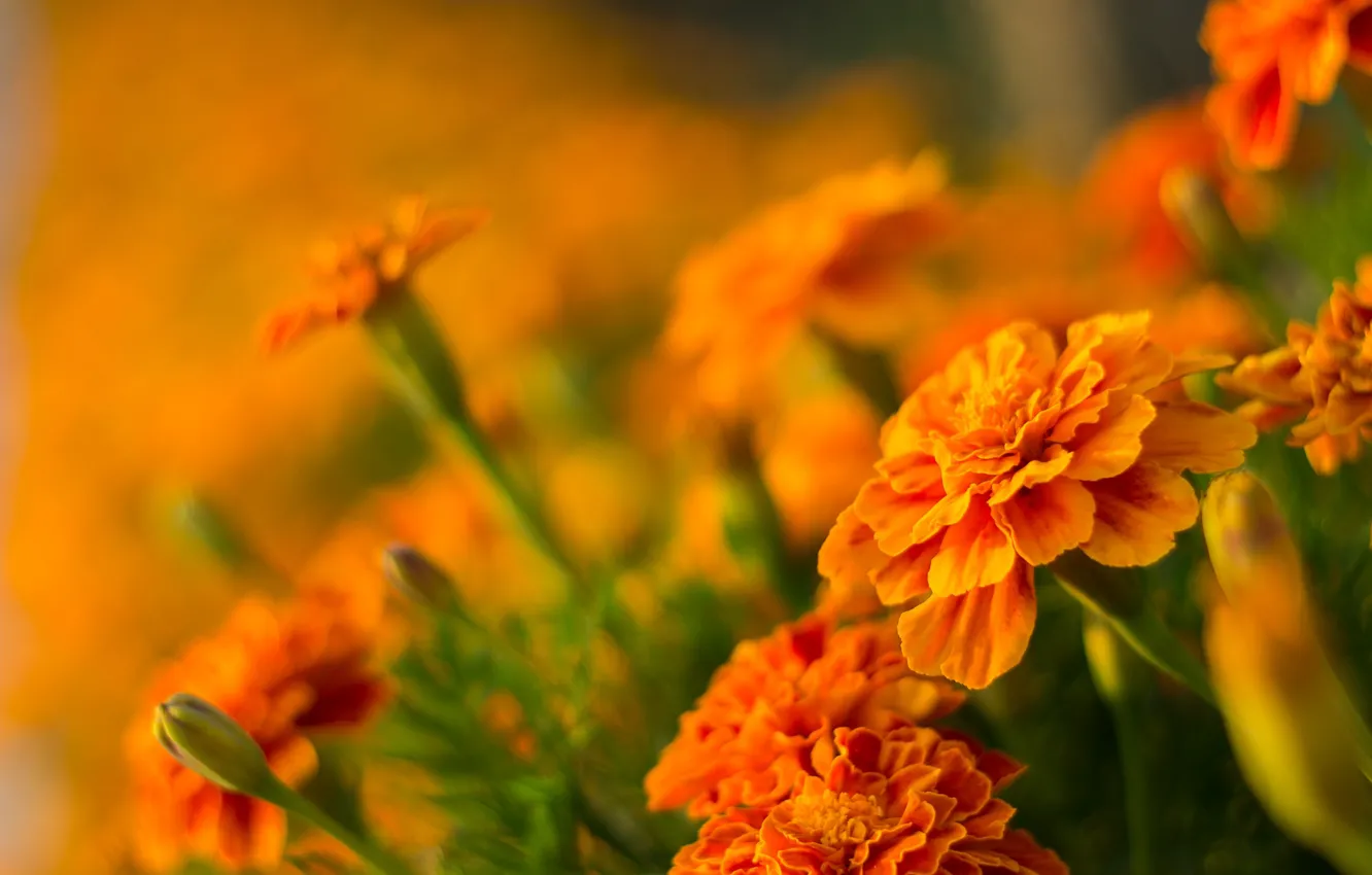 Photo wallpaper Bokeh, marigolds, Orange flowers, Orange flowers
