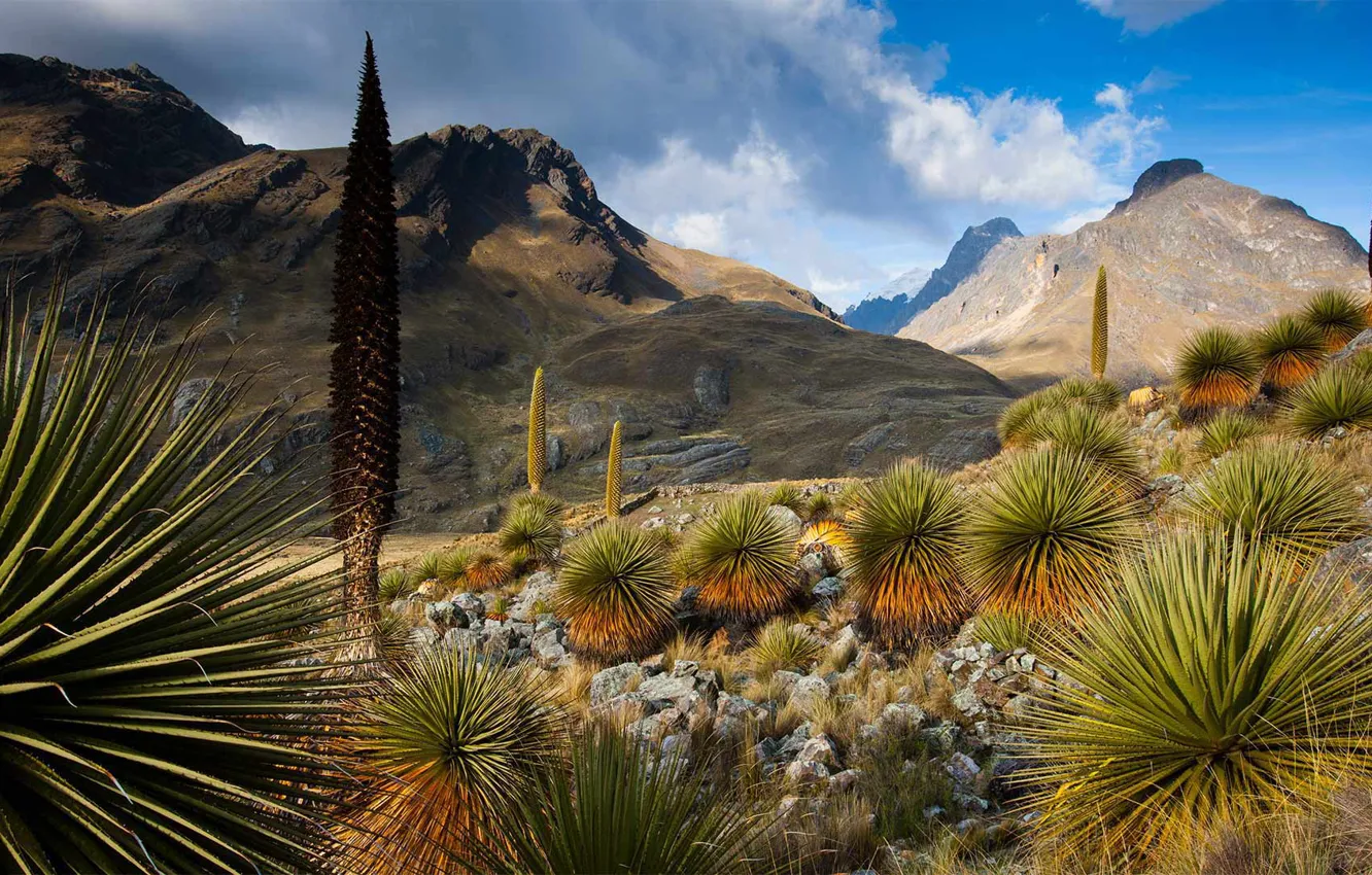 Photo wallpaper mountains, nature, plant, Peru