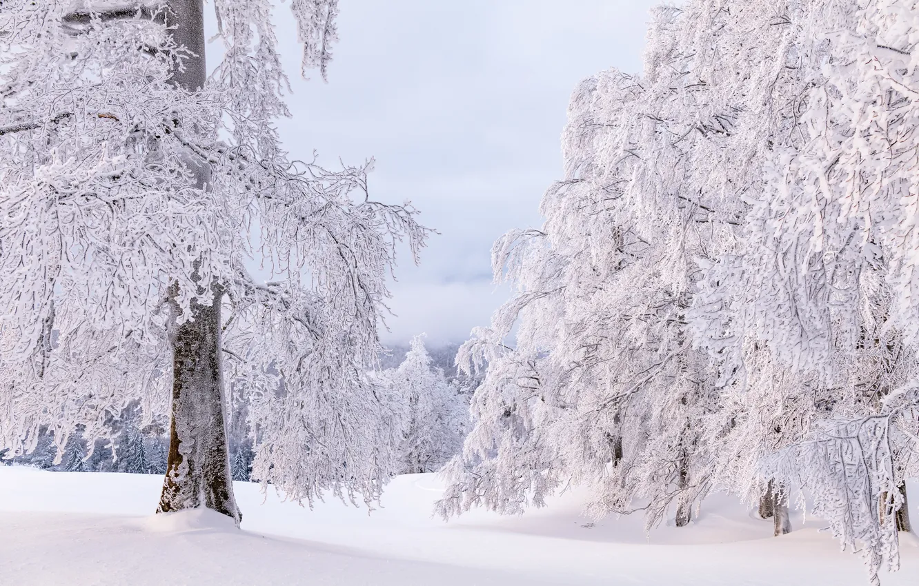 Photo wallpaper winter, frost, forest, snow, nature
