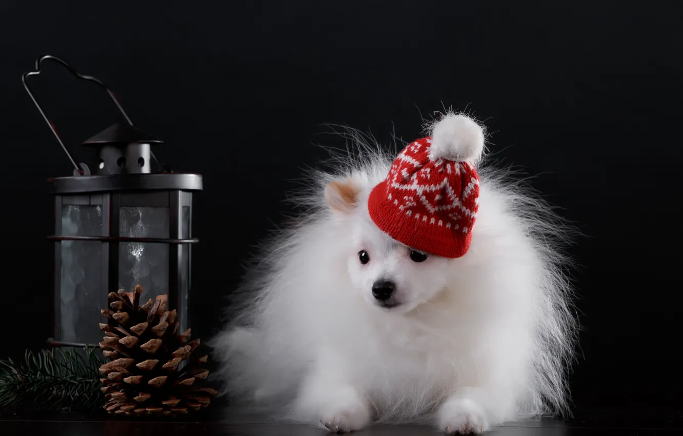 Photo wallpaper gift, dog, puppy, fabric, bumps, cap