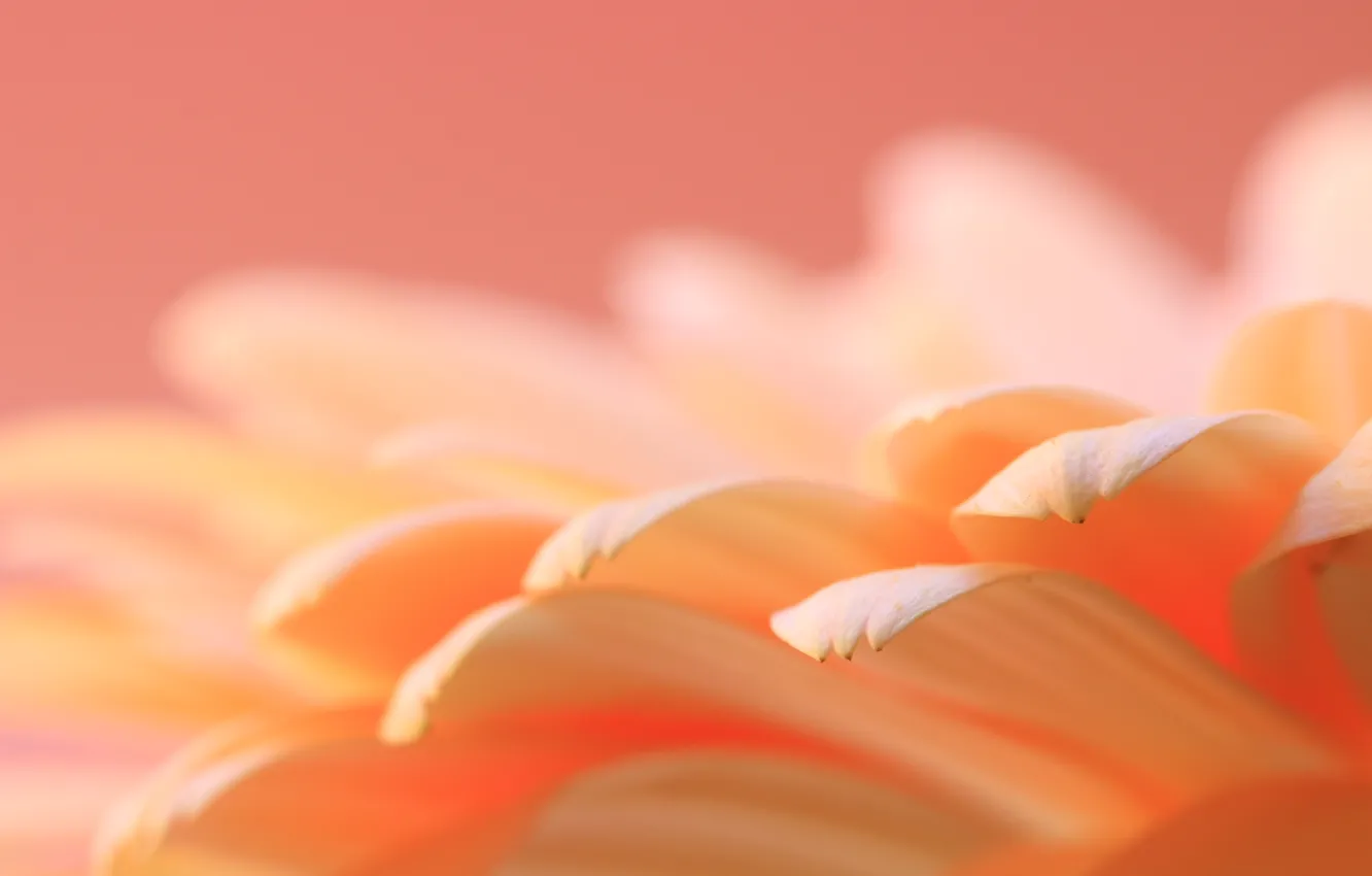 Photo wallpaper flowers, petals, gerbera