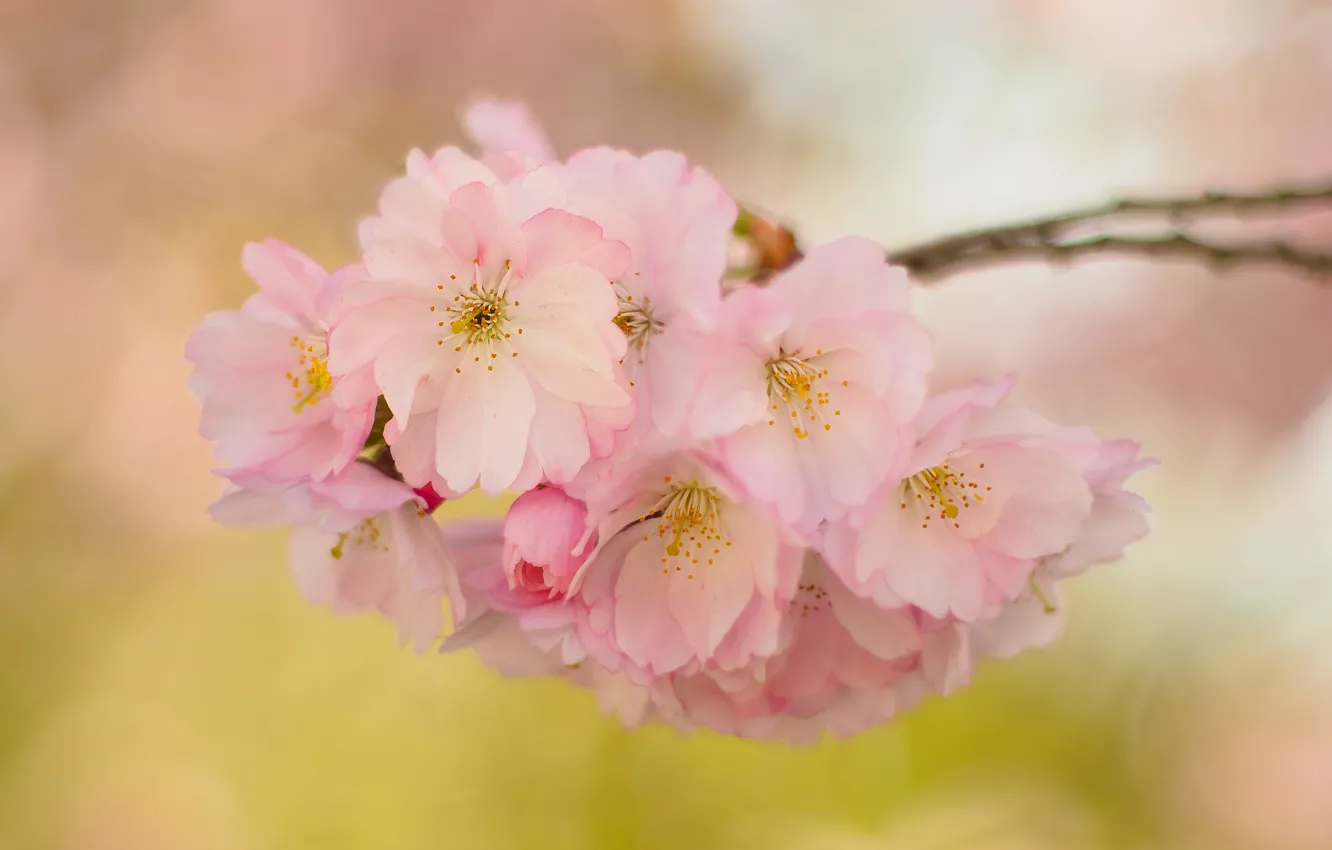 Photo wallpaper flowers, branches, spring, garden