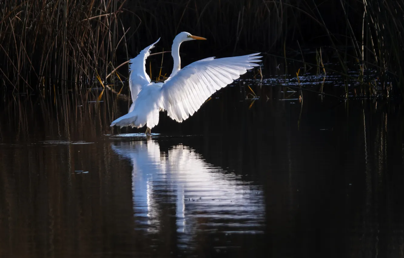 Photo wallpaper lake, the evening, Great white egret, Svetlana Kholodnyak