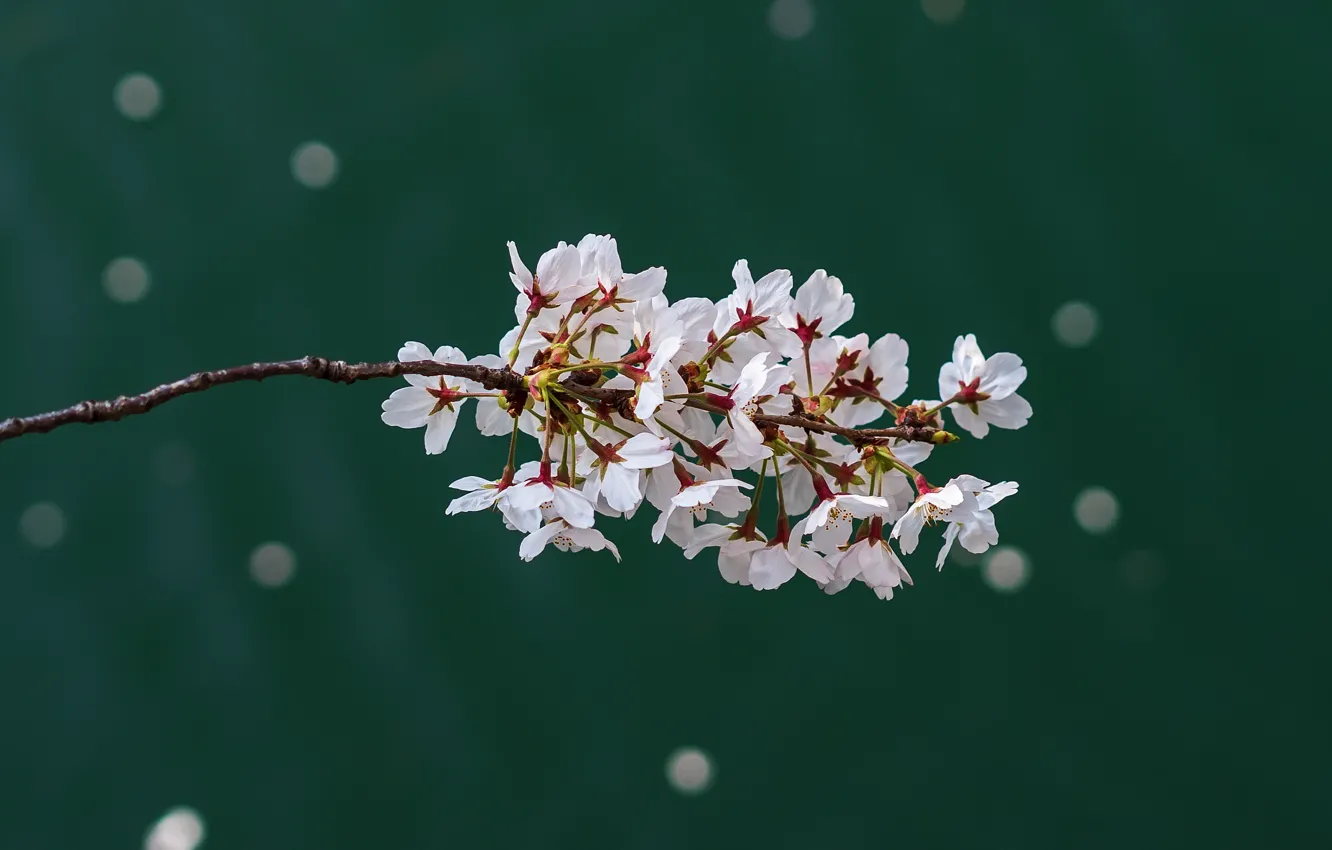 Photo wallpaper cherry, branch, spring, flowers