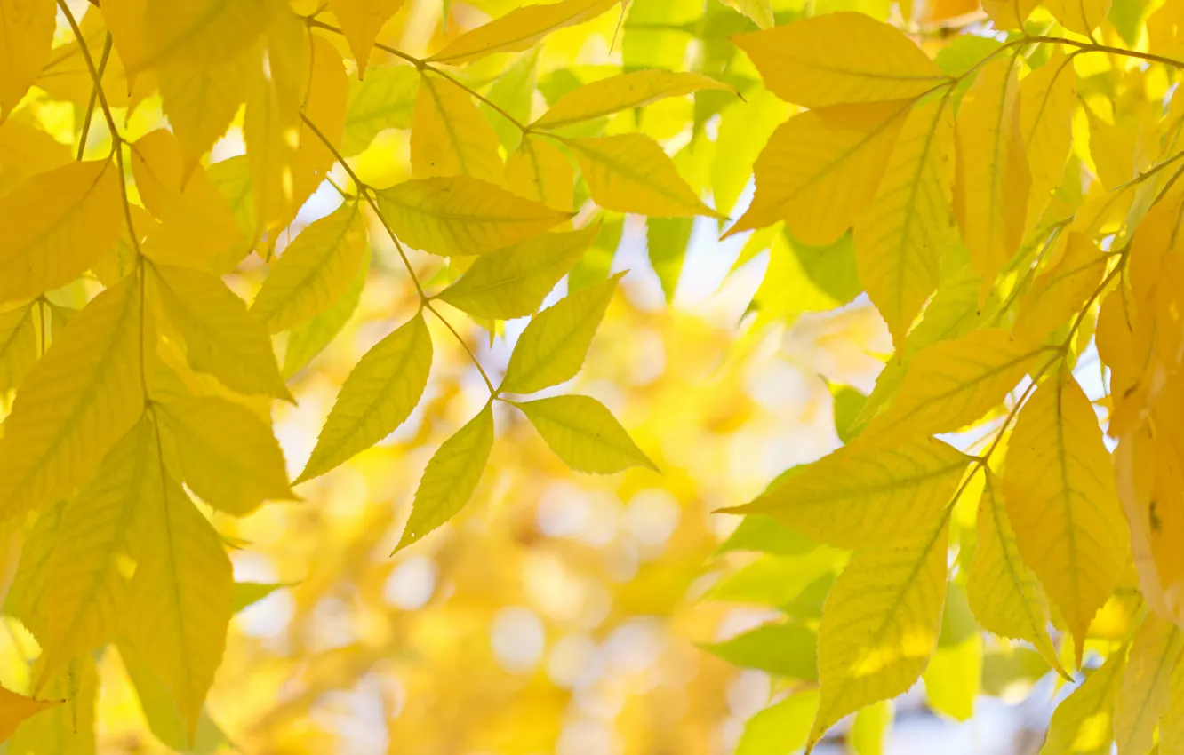 Photo wallpaper autumn, leaves, macro, branches