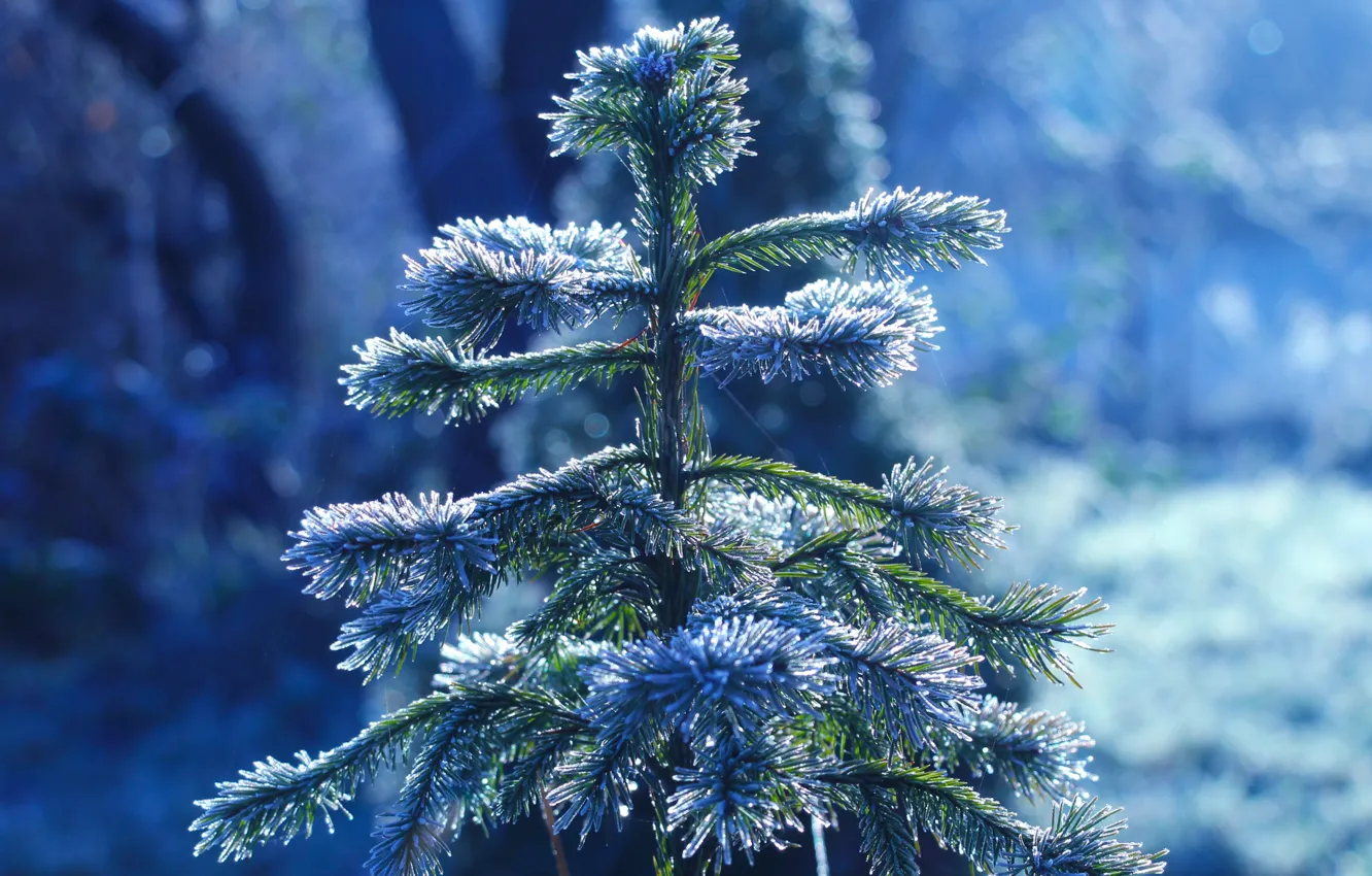 Photo wallpaper winter, snow, tree, cold, spruce