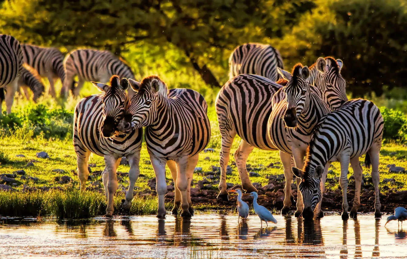 Photo wallpaper nature, Zebra, the herd