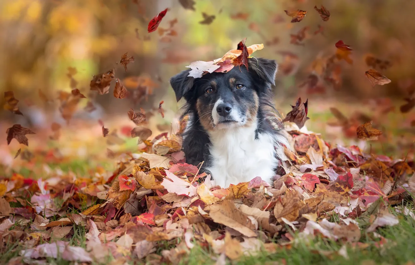 Photo wallpaper autumn, look, leaves, dog, Australian shepherd, Aussie