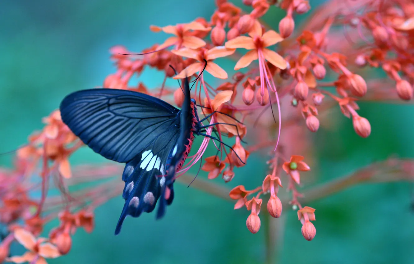 Photo wallpaper macro, flowers, butterfly