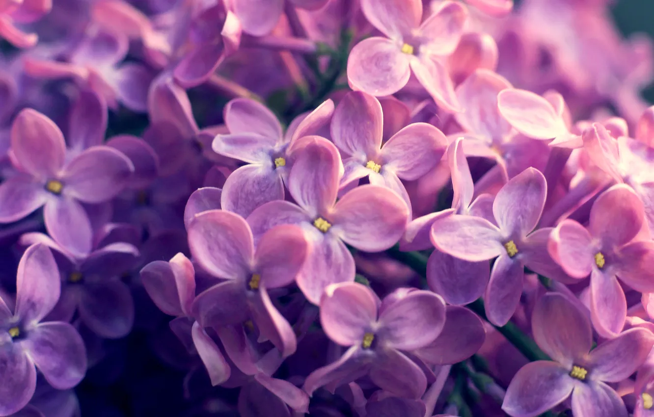 Photo wallpaper flowers, lilac, lilac