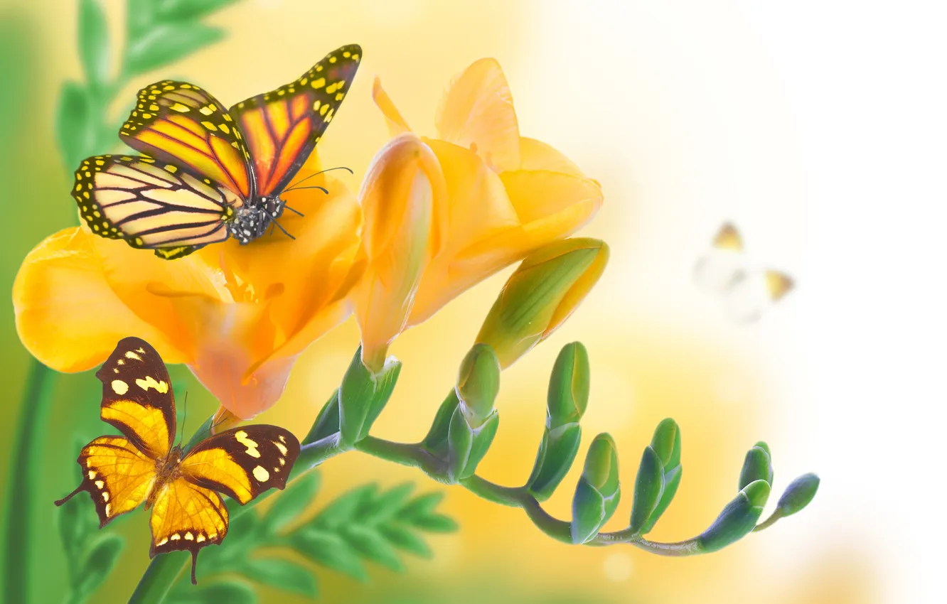 Photo wallpaper flowers, yellow, butterfly, leaf, buds, flowering