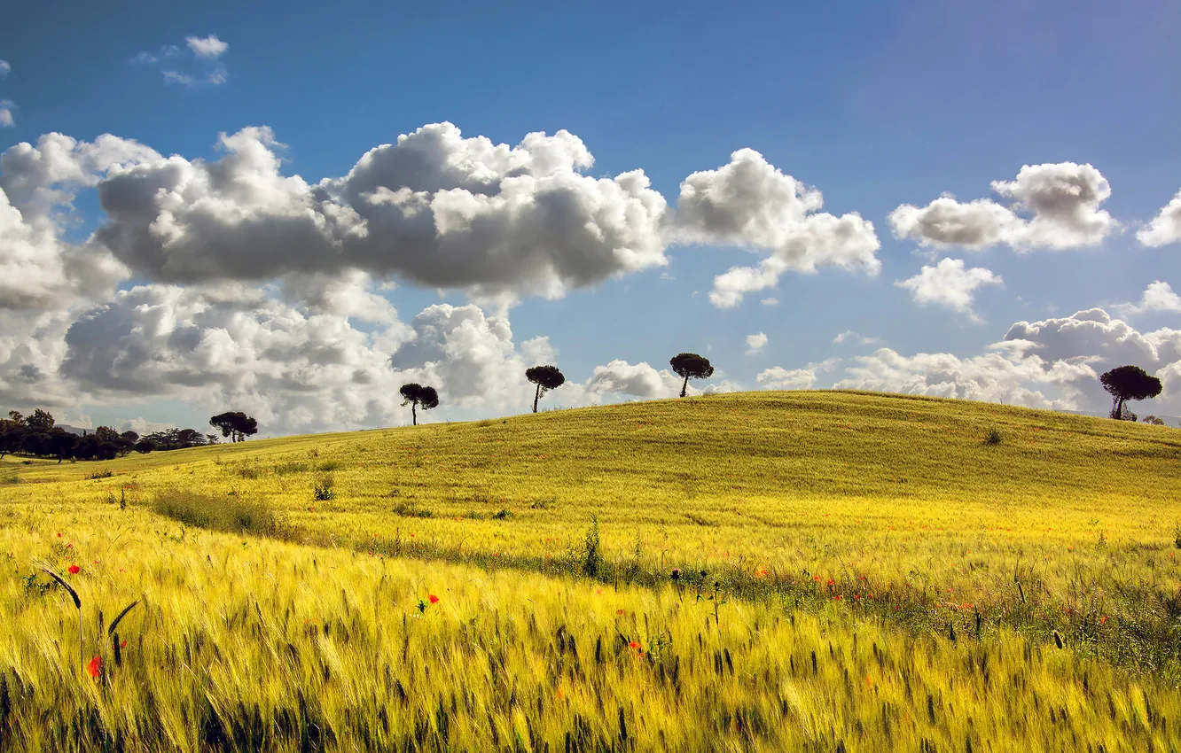 Photo wallpaper field, the sky, clouds, trees, flowers, hills, Maki, ears