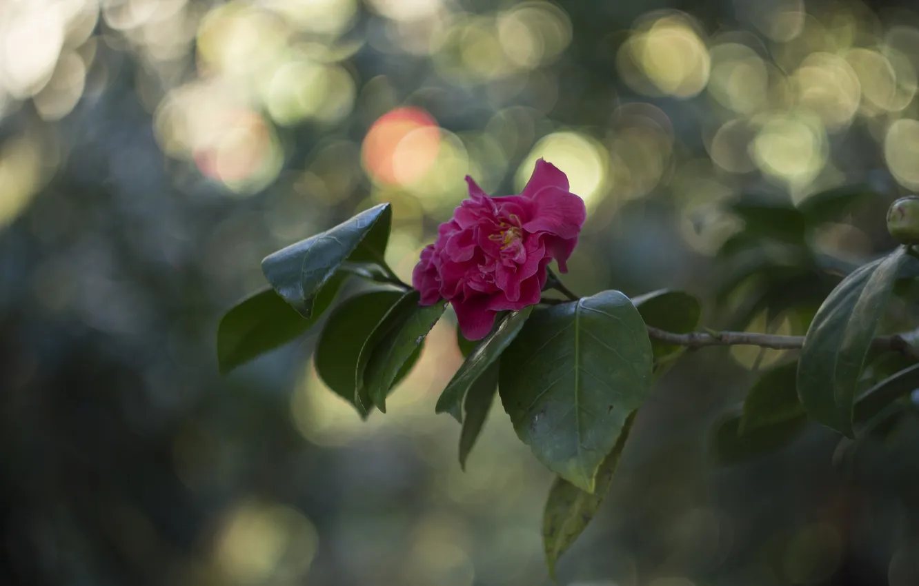 Photo wallpaper leaves, branches, flowering, pink Camellia