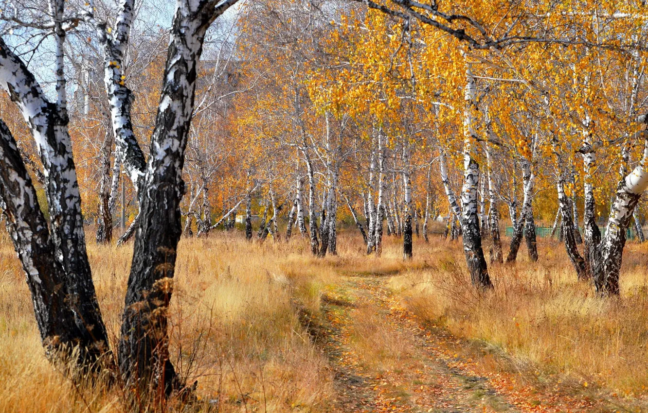 Photo wallpaper road, grove, birch