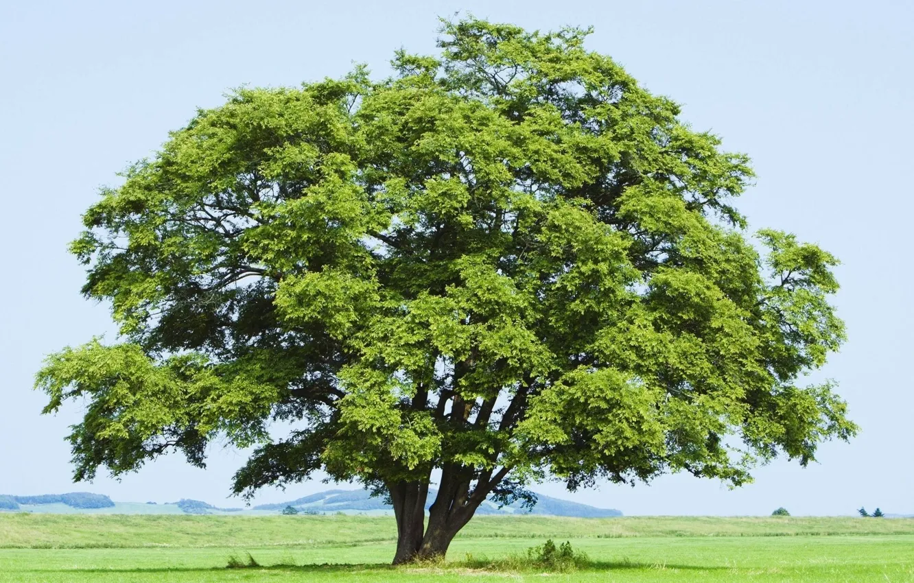 Photo wallpaper field, the sky, grass, leaves, trees, branches