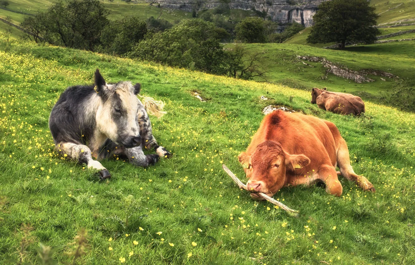 Photo wallpaper field, stay, two, cows, pasture, meadow, pair, lies