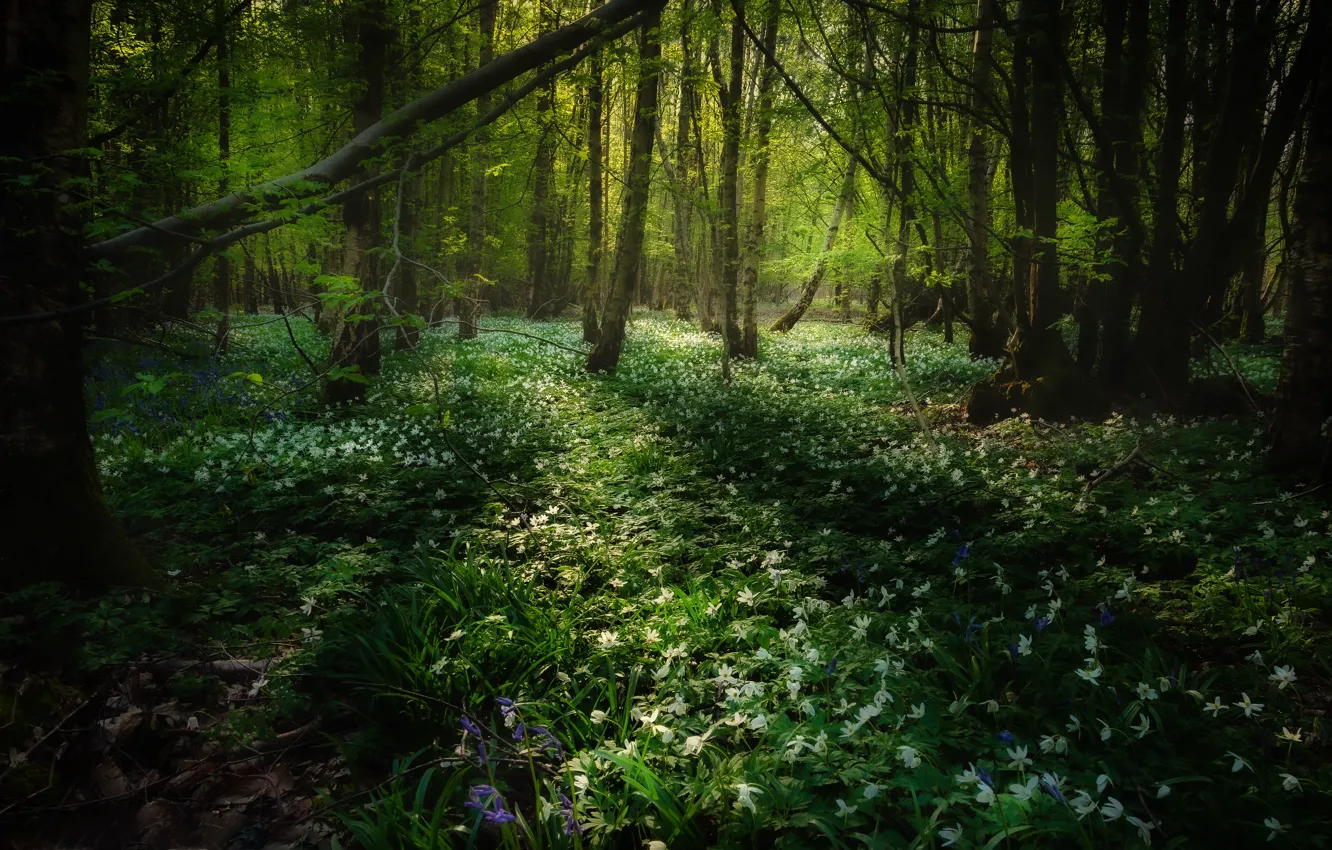 Photo wallpaper forest, flowers, thickets, glade
