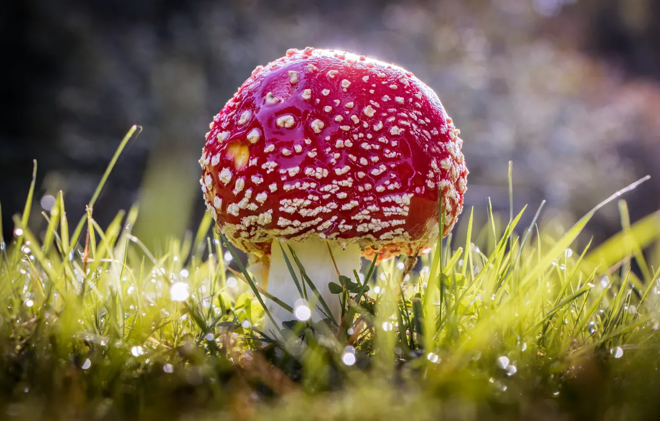 Photo wallpaper macro, nature, mushrooms, weed, MUHAMOR
