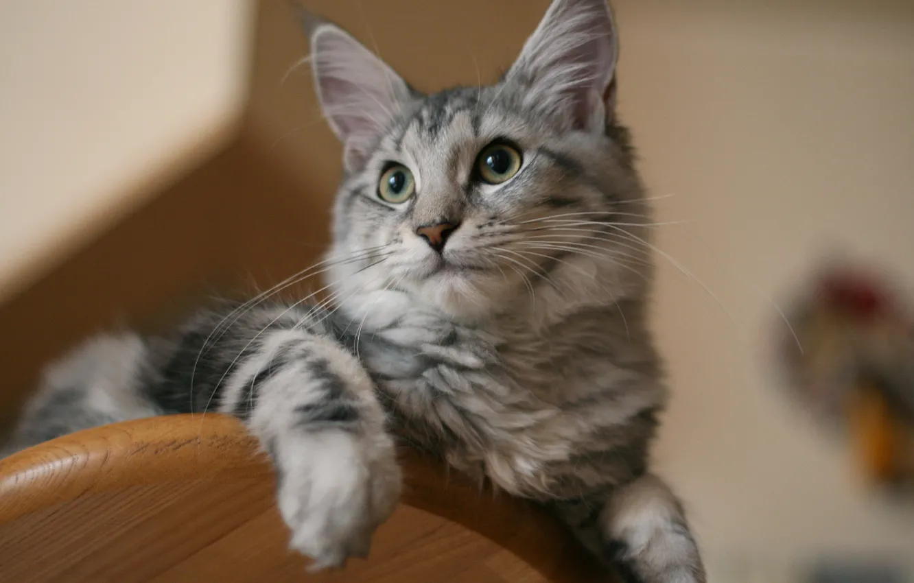 Photo wallpaper cat, cat, look, muzzle, cat, Maine Coon