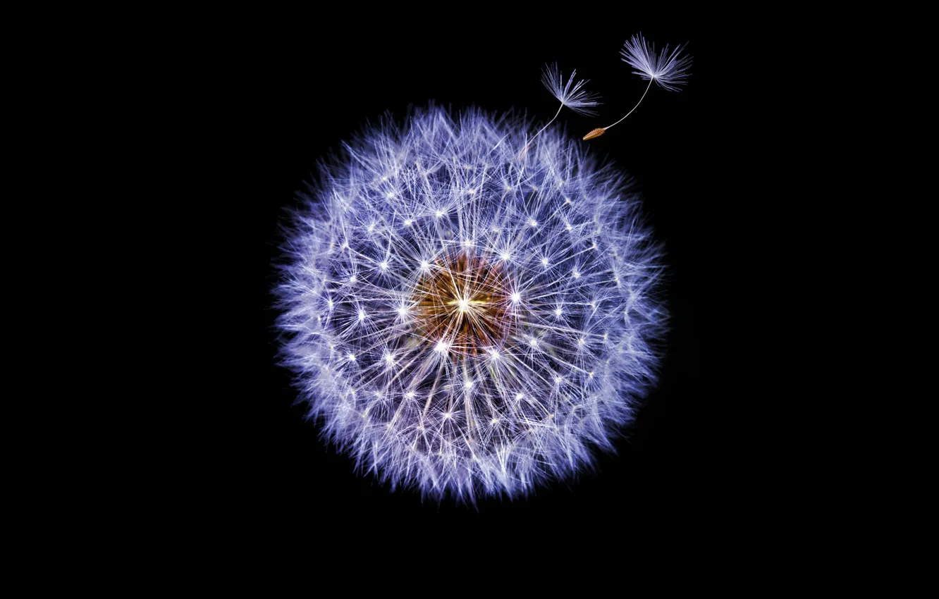 Photo wallpaper background, dandelion, blade of grass
