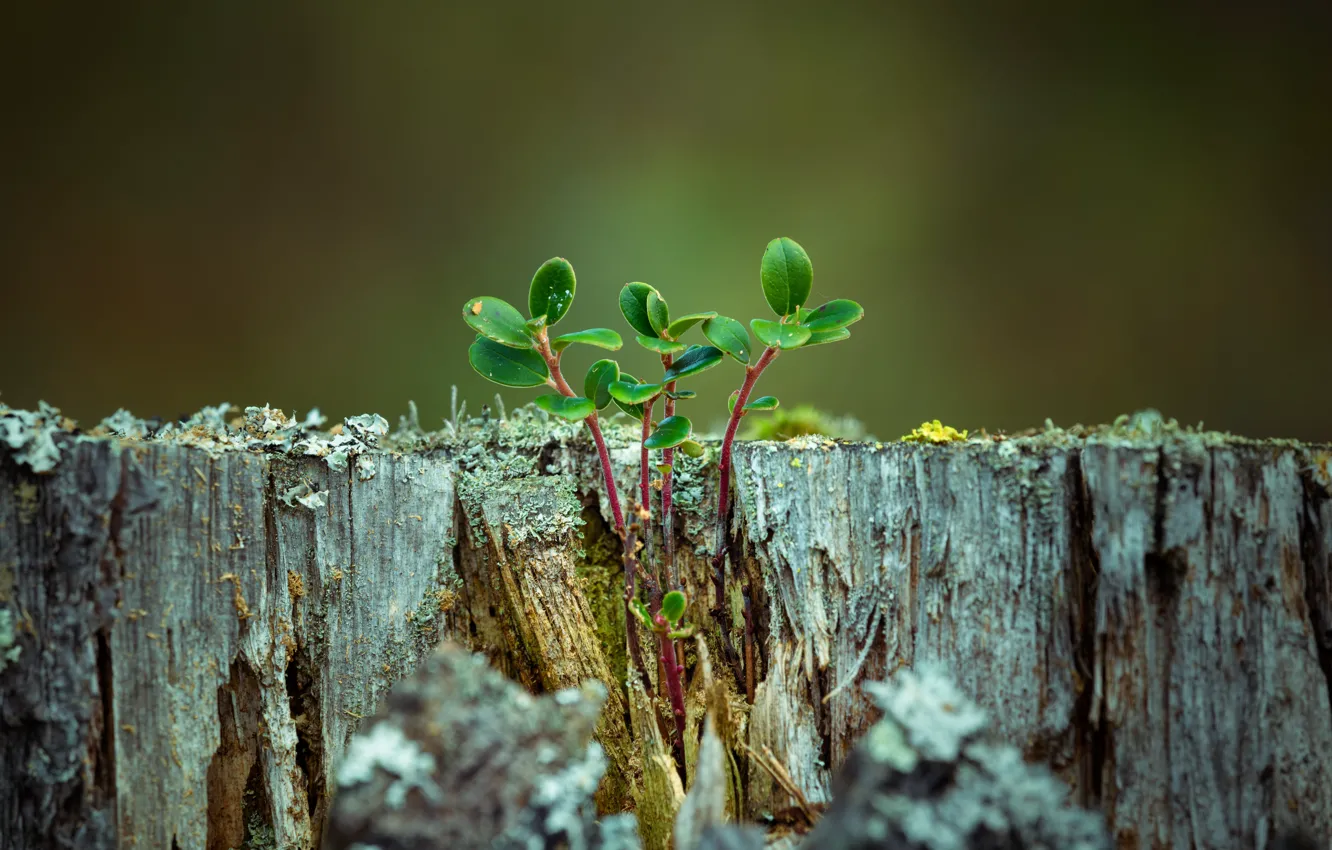 Photo wallpaper sprouts, stump, bokeh, shoots