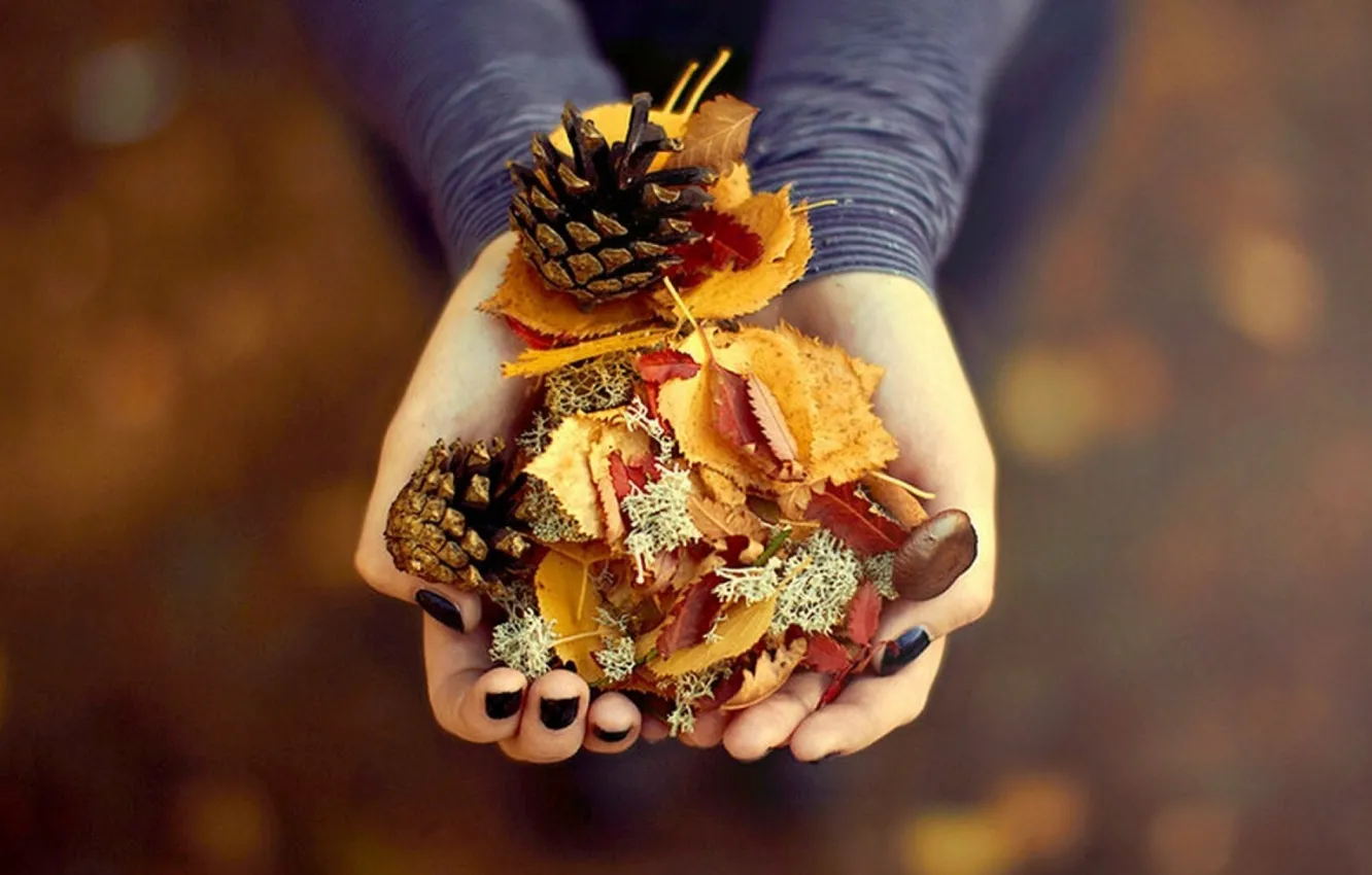 Photo wallpaper photography, beautiful, autumn, leaves, gift, pinecones
