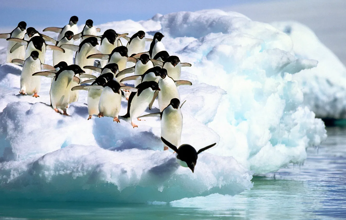 Photo wallpaper water, snow, Penguins