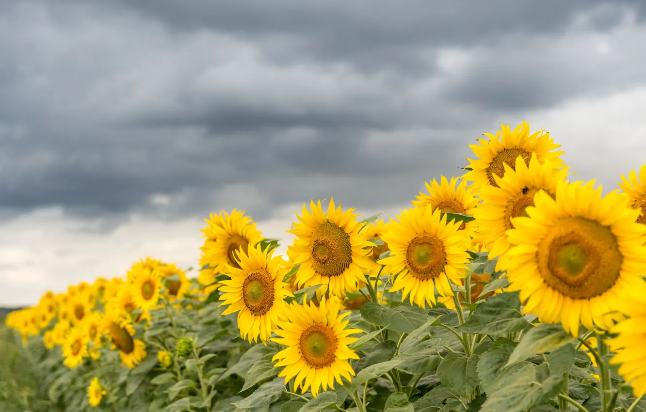 Photo wallpaper the sky, clouds, sunflowers, flowers, yellow