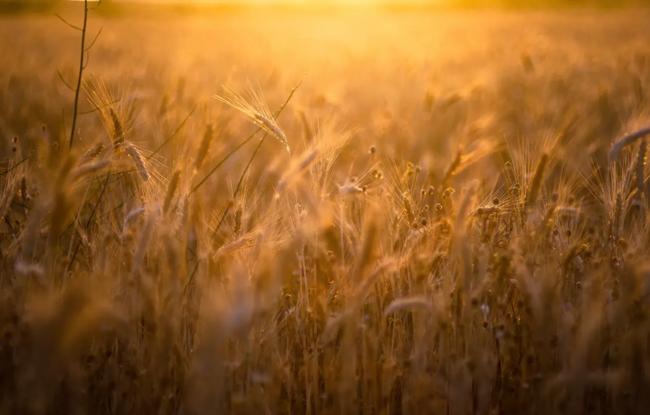 Photo wallpaper field, summer, ears