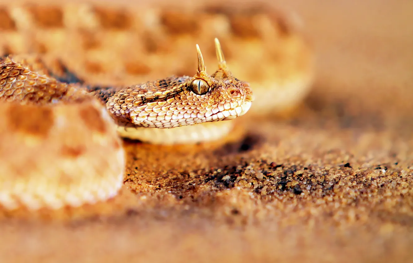 Photo wallpaper Horny, Cerastes, Viper