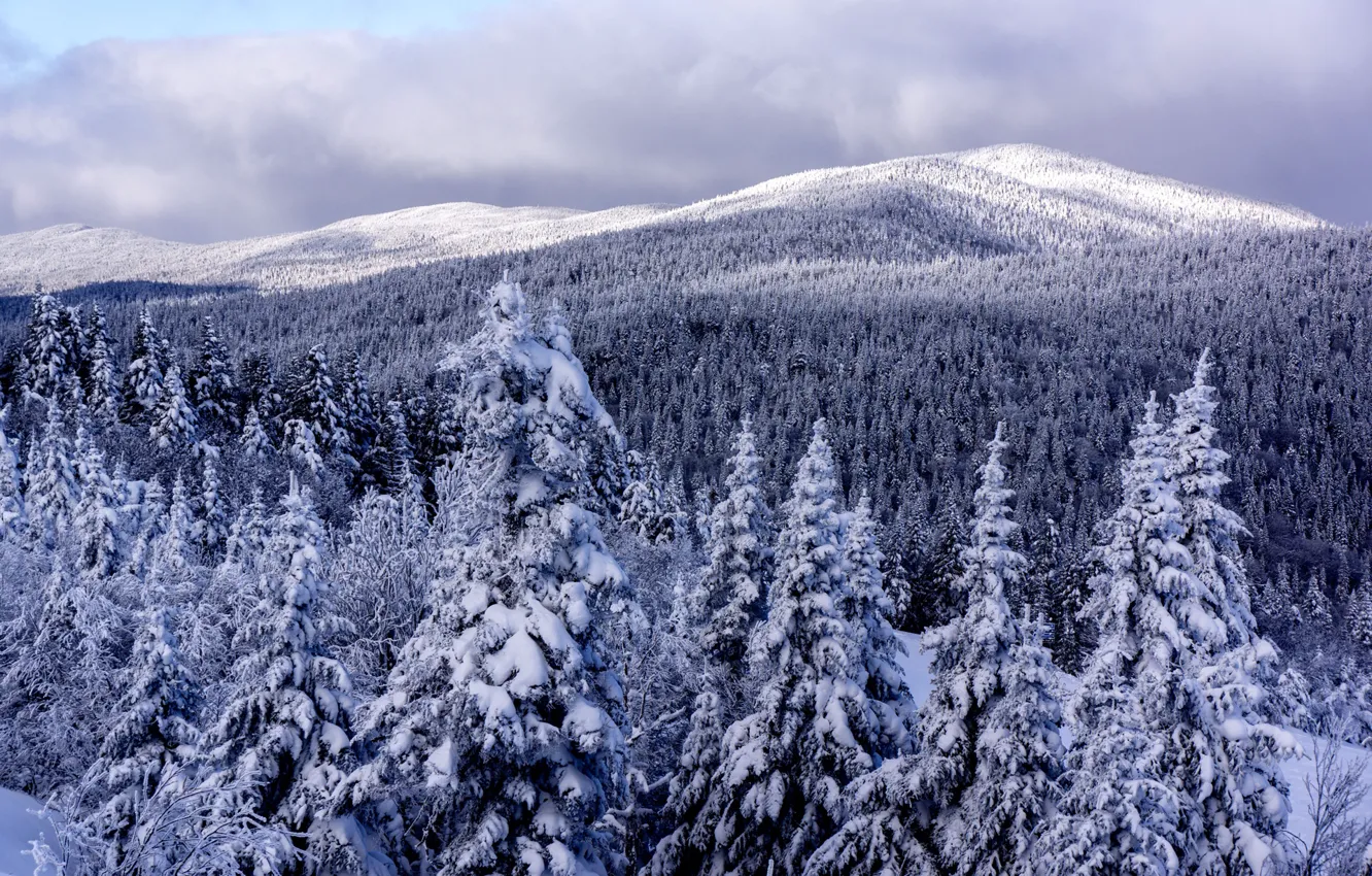Photo wallpaper Winter, Mountains, Snow, Forest, Ate