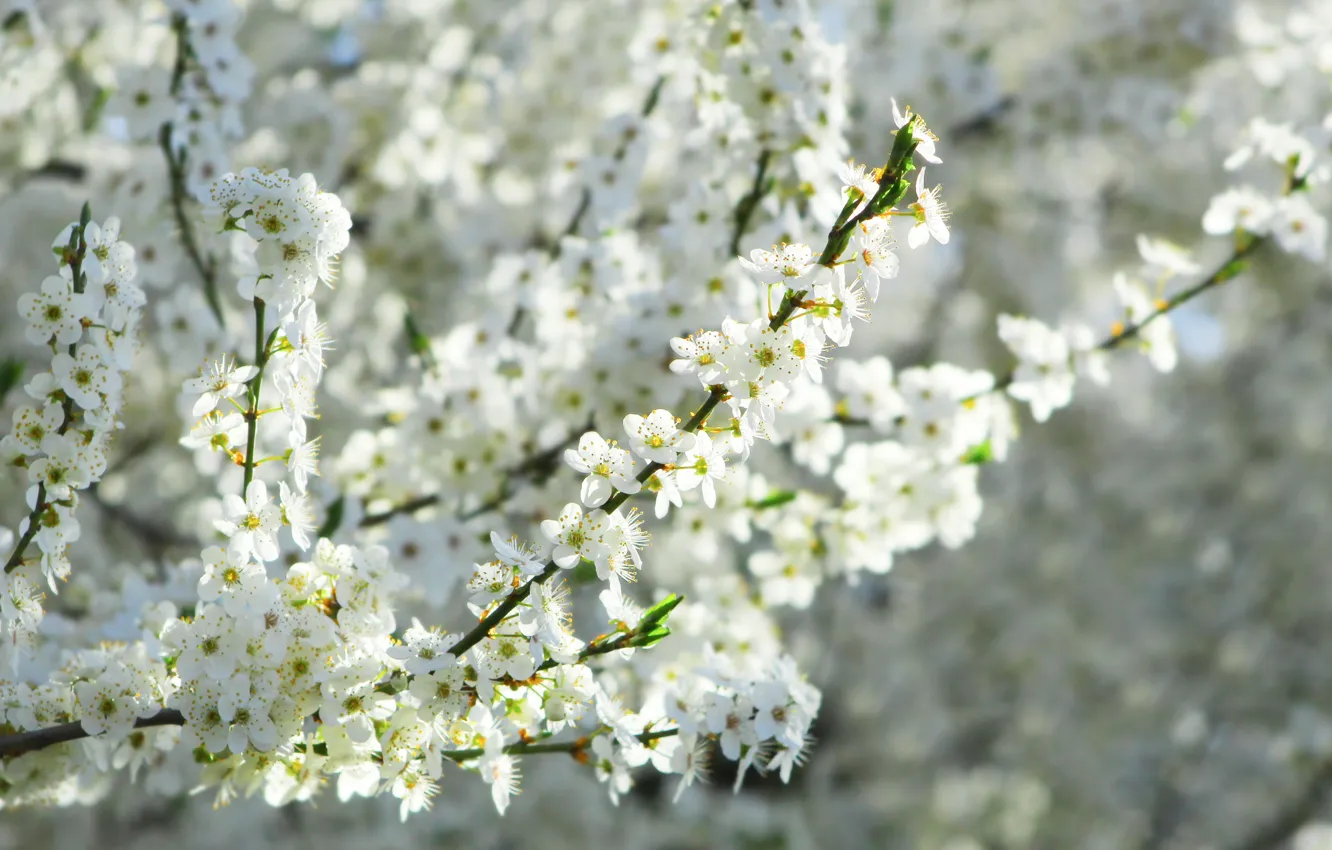Photo wallpaper white, tree, spring, twig