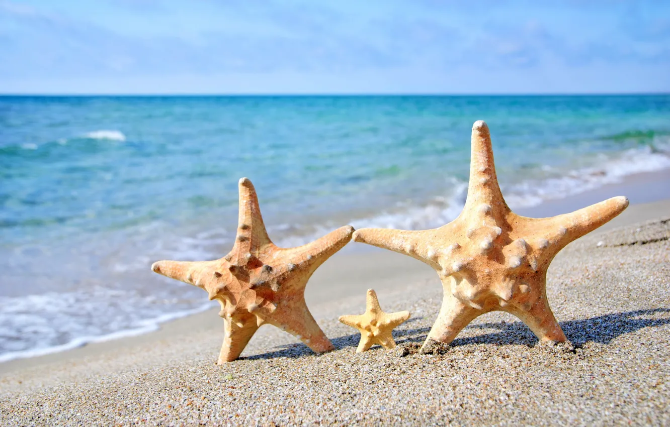 Photo wallpaper sand, sea, beach, starfish, summer, beach, sea, sand