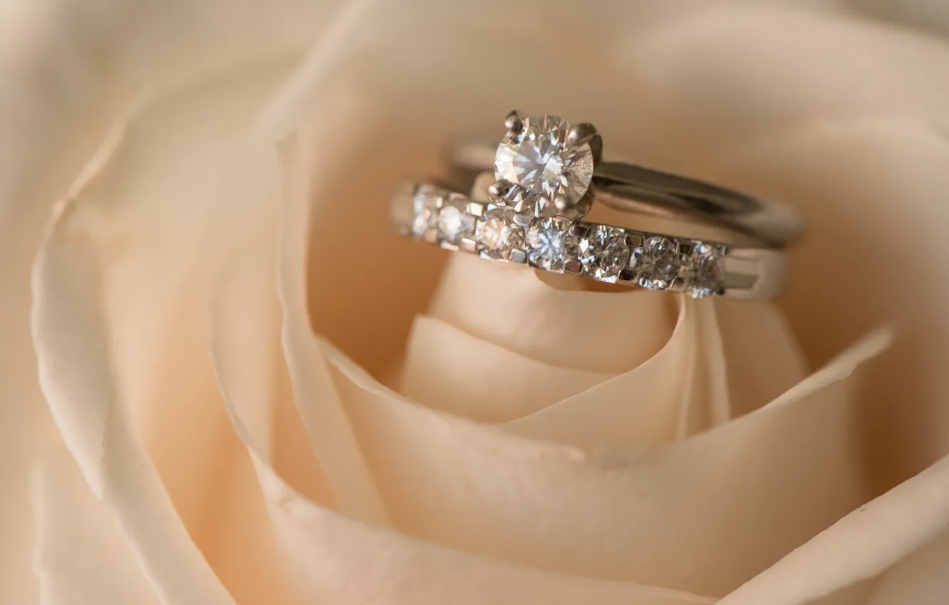 Photo wallpaper flower, rose, ring, wedding