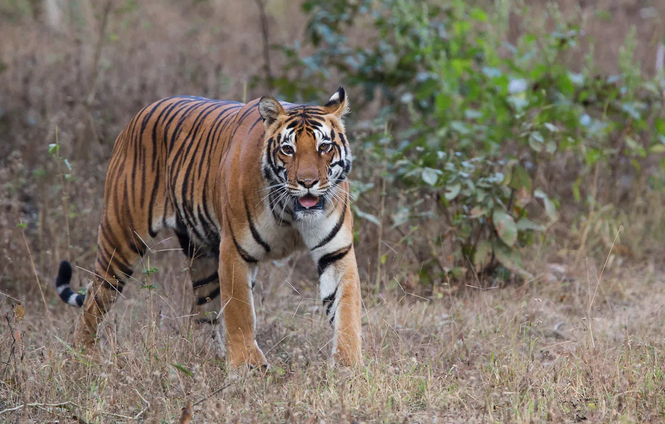 Photo wallpaper tiger, animal, predator, wool, color, beast