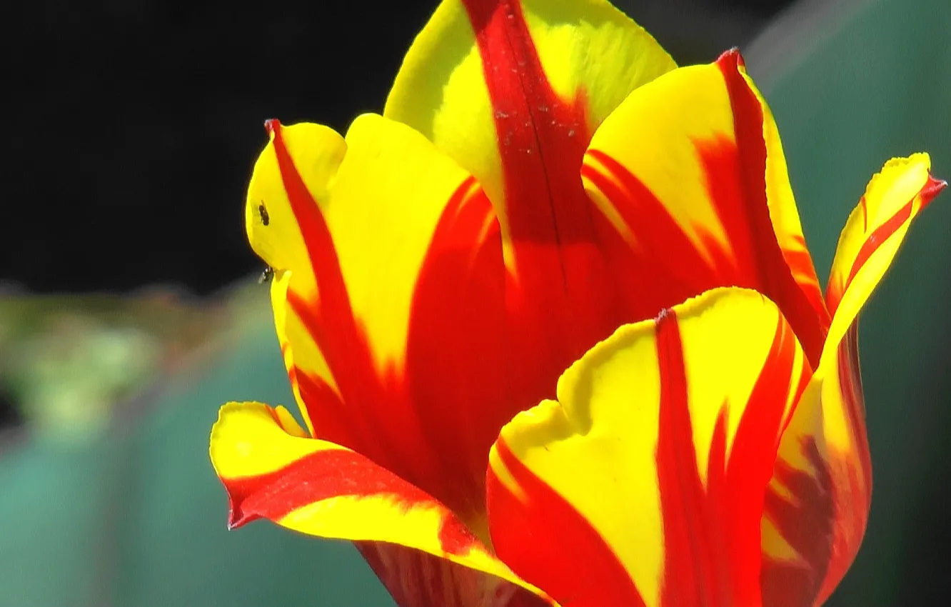 Photo wallpaper spring, may, tulips