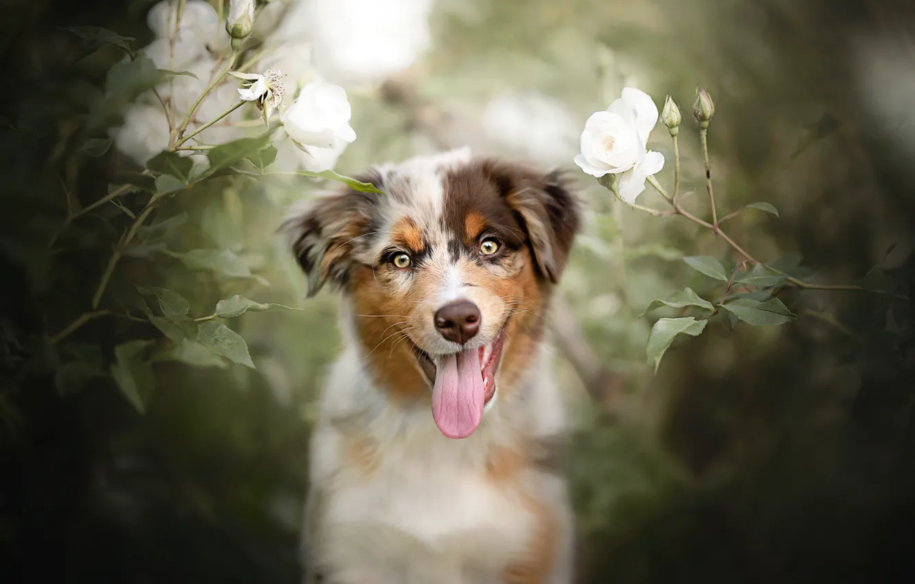 Photo wallpaper language, look, flowers, mood, roses, dog, puppy, face