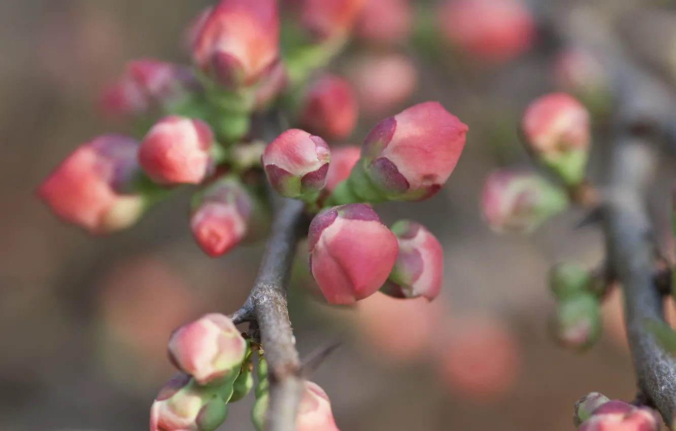 Photo wallpaper macro, branches, kidney, quince