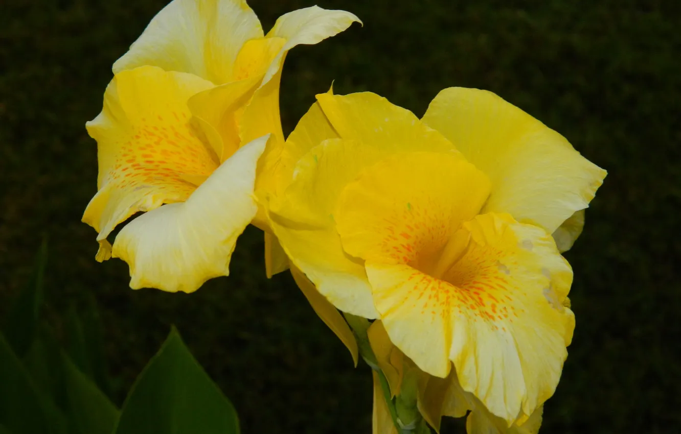 Photo wallpaper flowers, yellow, overseas
