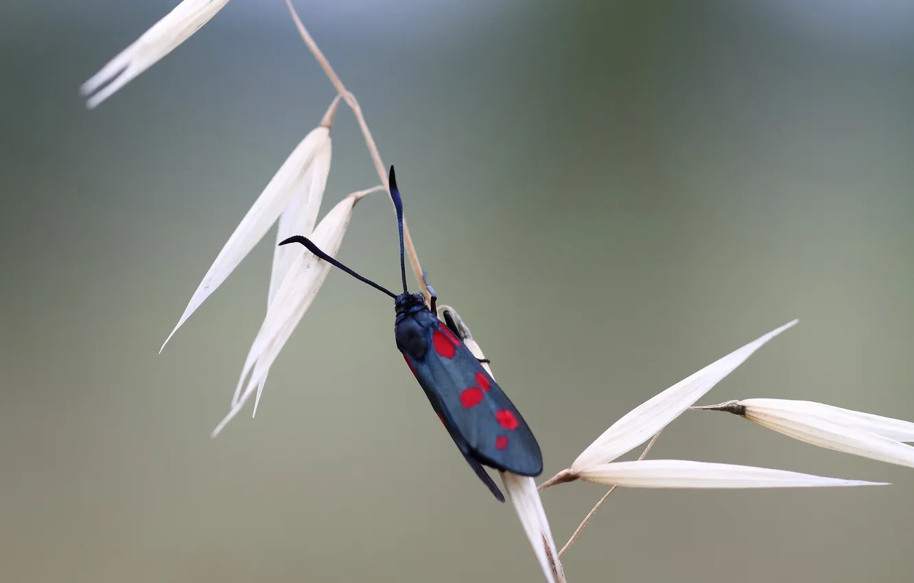 Photo wallpaper spikelets, insect, a blade of grass, Cicadas