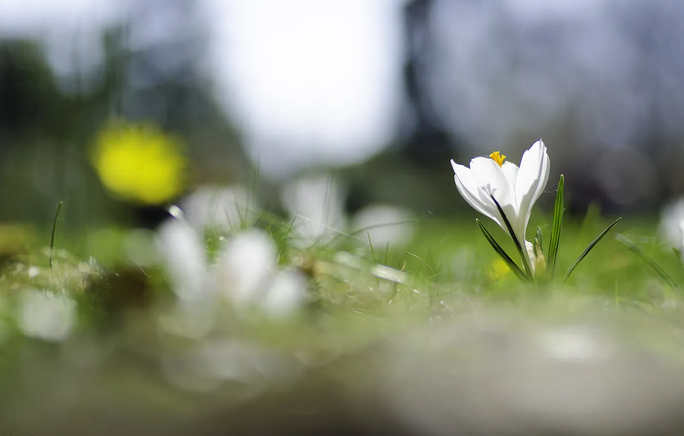 Photo wallpaper white, flower, spring, weed, flowering, Krokus